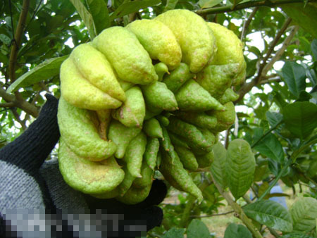 Bonsai, cay canh nghe thuat, cây cảnh nghệ thuật, cay the, cây thế, triển lãm bonsai, trien lam bonsai, triển lãm cây thế, trien lam cay the